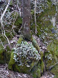 lichens & mosses