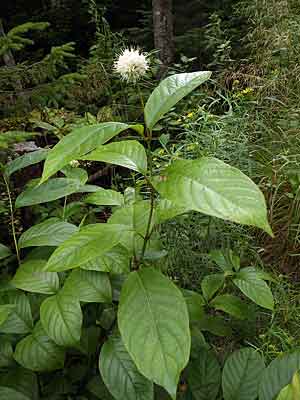 Cephalanthus occidentalis in Point Pleasant Park