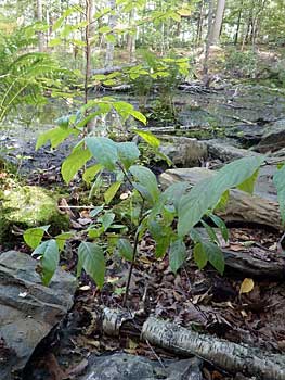 Buttonbush in Point Pleasant Park