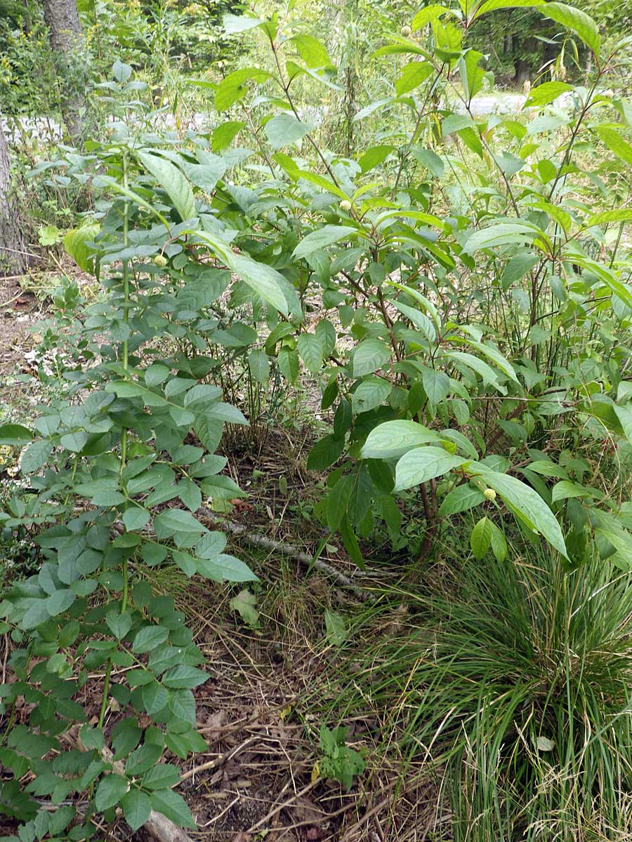 buttonbush