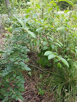 Buttonbush in Point Pleasant Park
