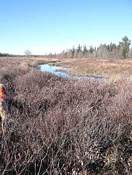 wetlands