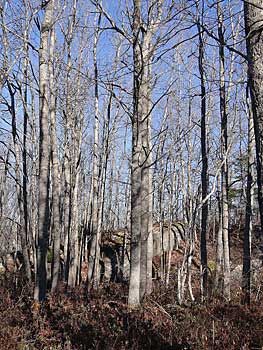 Cranberry Lake Lands