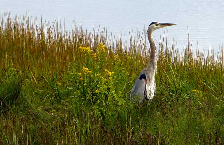 heron