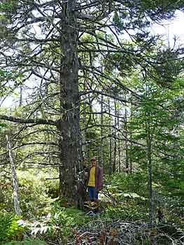 red spruce