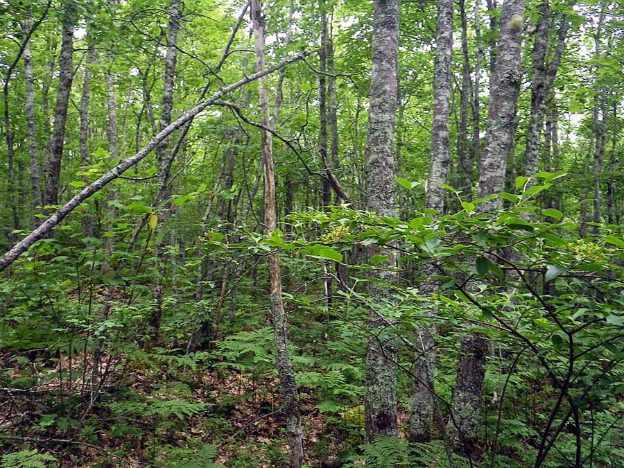 oak drumlin vegetation