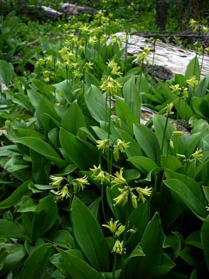 bluebead lily