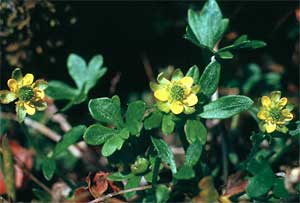 Ranunculus pygmaeus 