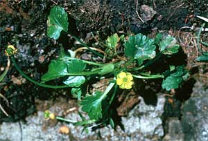 Ranunculus allenii 