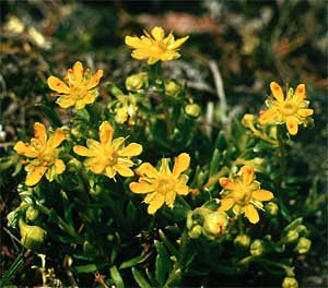 Saxifraga aizoides  