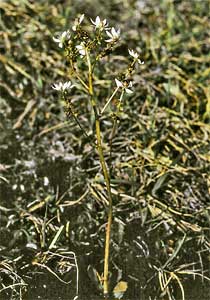 Saxifraga foliolosa  