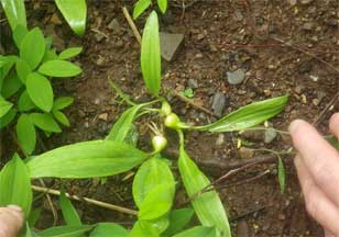 wild leeks in Nova Scotia