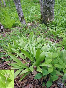 wild leeks in Nova Scotia