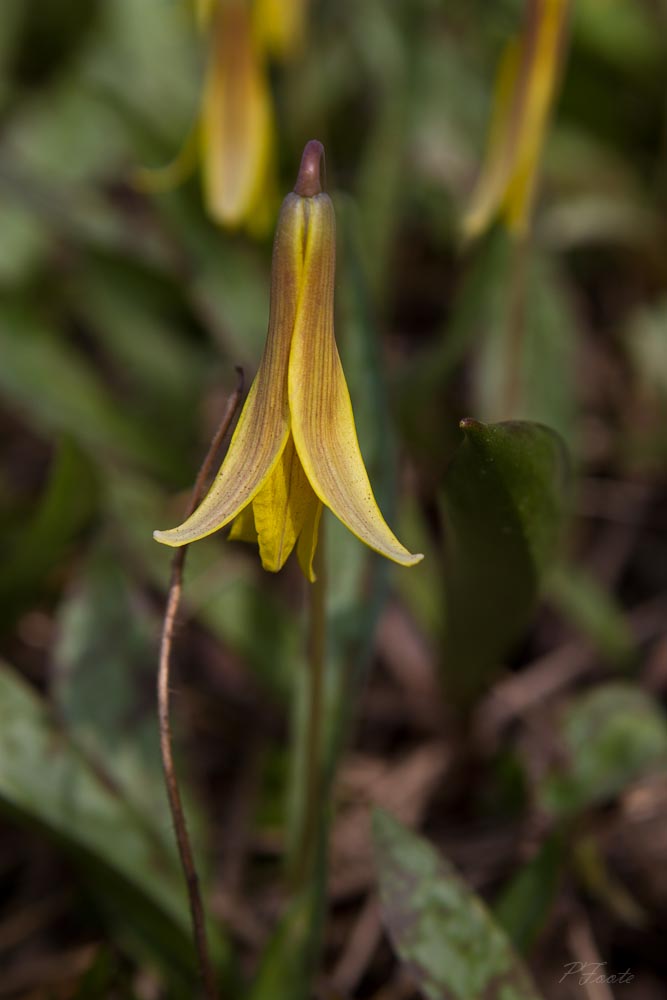 Erythronium americanum Photo by Patrick Foote