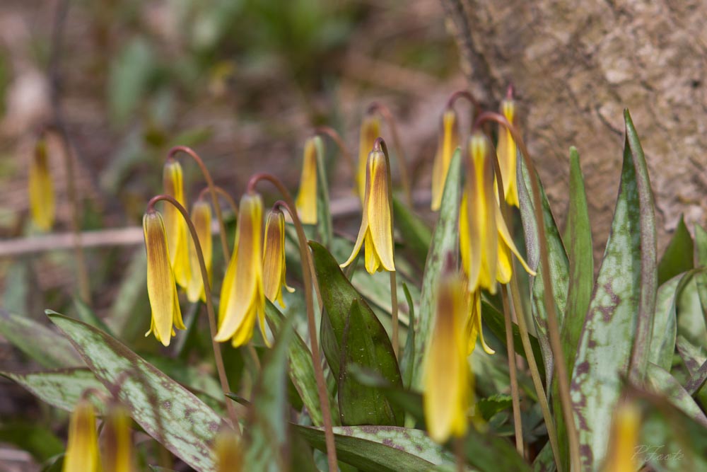 Erythronium americanum Photo by Patrick Foote