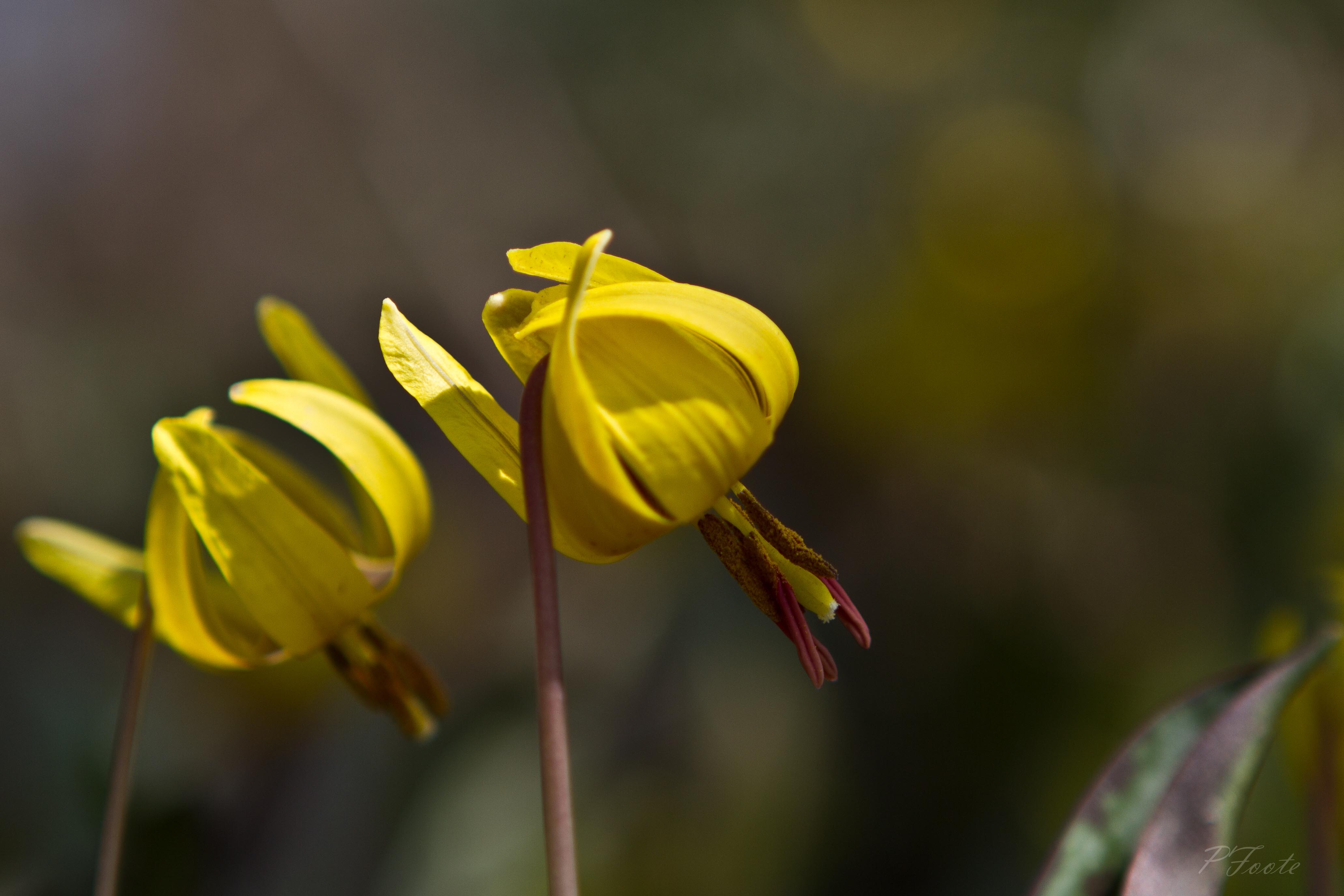 Erythronium americanum Photo by Patrick Foote