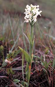 White Fringed orchid     