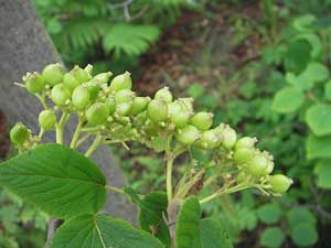 Viburnum lantanoides, Hobble-bush