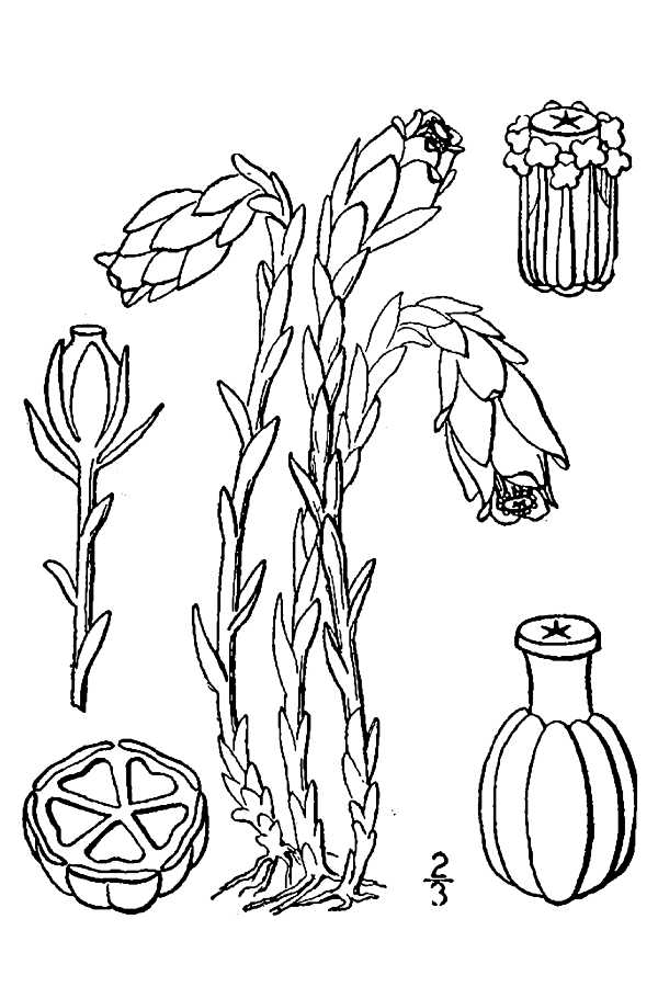Line Drawing