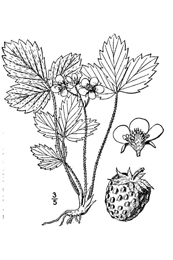 Fragaria virginiana ssp virginiana
