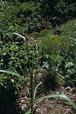 Diversity on a small farm