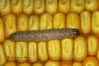 European Corn Borer larva