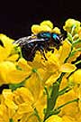 Native bees are important as pollinators