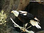 Fish-eating birds, such as this Bald eagle, are at risk from biomagnification