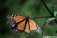 Monarch butterflies are at risk from herbicide-resistant and pesticidal crops