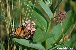 Monarch feeding on milkweed