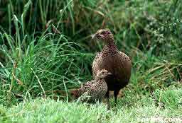 Pheasant with chick