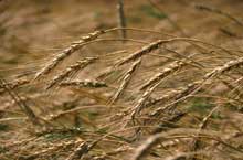 Common grain crop - wheat