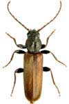 Female Brown Spruce Longhorn Beetle