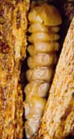 BSLB Larva