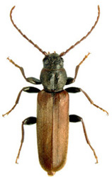 Male Brown Spruce Longhorn Beetle