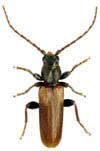 Male Brown Spruce Longhorn Beetle