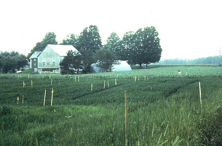 winter wheat