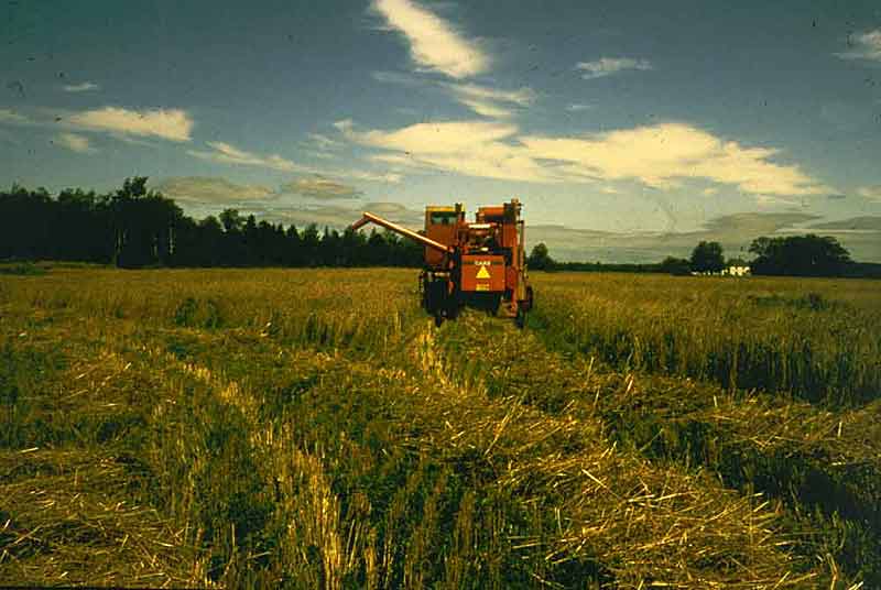 winter wheat