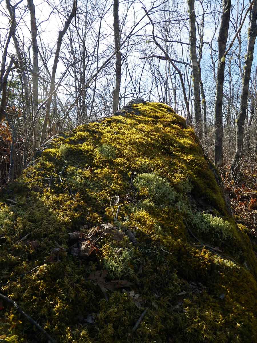 Sunlight dancing on The Bluff